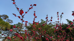 原生鴻蒙操作系統(tǒng)發(fā)布，中國自主操作系統(tǒng)夢想照進(jìn)現(xiàn)實(shí)